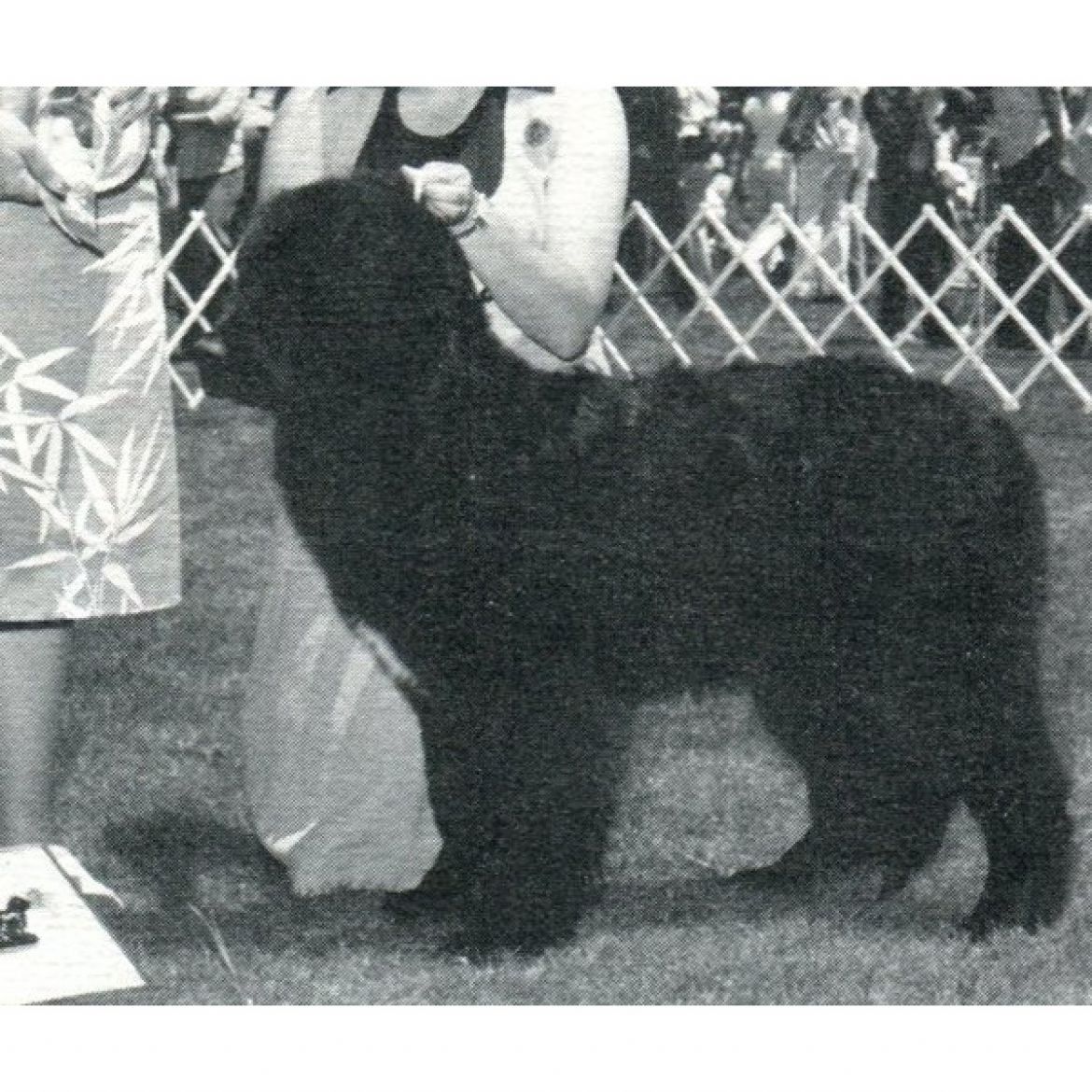 T Shilohs Dory Dreadnaught (06-12-1977)